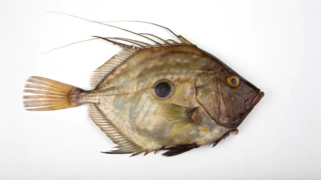 What is John Dory called in the US?